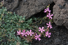 Saponaria sicula (Saponaria sicula)