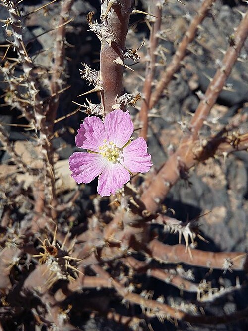 Sarcocaulon marlothii: Sarcocaulon marlothii Engl. - Sossusvlei area, Namibia