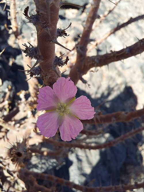 Sarcocaulon marlothii: Sarcocaulon marlothii Engl. - Sossusvlei area, Namibia