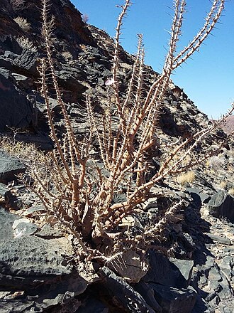 Sarcocaulon marlothii: Sarcocaulon marlothii Engl. - Sossusvlei area, Namibia