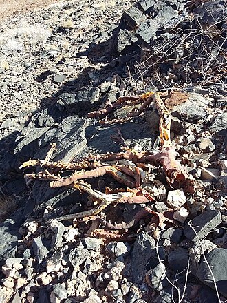 Sarcocaulon marlothii: Sarcocaulon marlothii Engl. - Sossusvlei area, Namibia