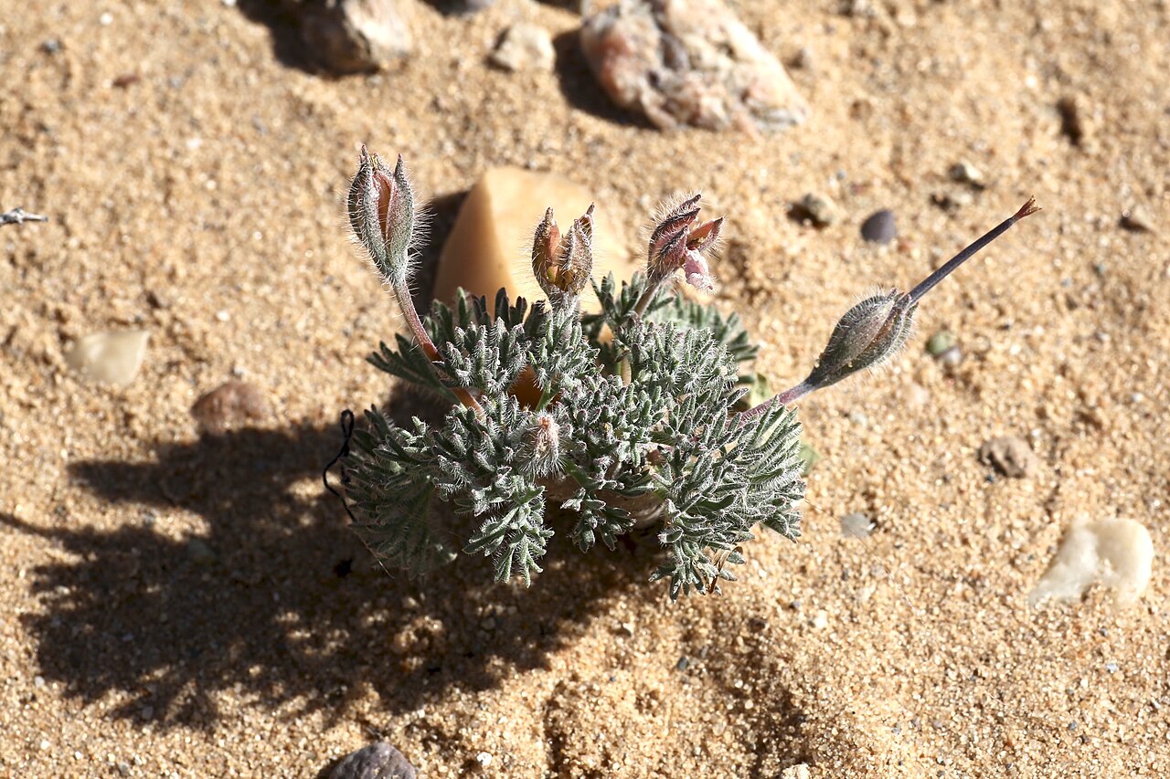 Sarcocaulon multifidum: ǀAi-ǀAis/Richtersveld Transfrontier Park, Sendelingsdrif Nursery, Northern Cape, South Africa
