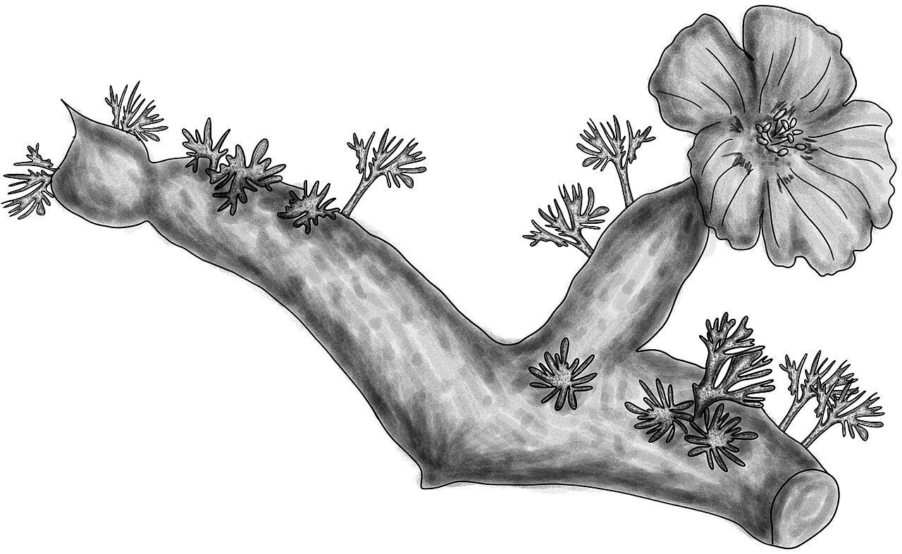 Sarcocaulon multifidum: Sarcocaulon multifidum BYN
