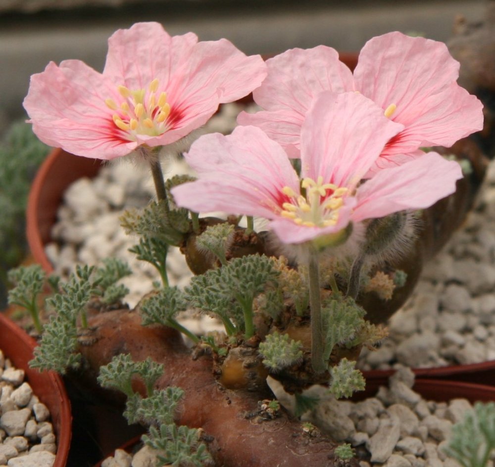 Sarcocaulon multifidum: Sarcocaulon multifidum