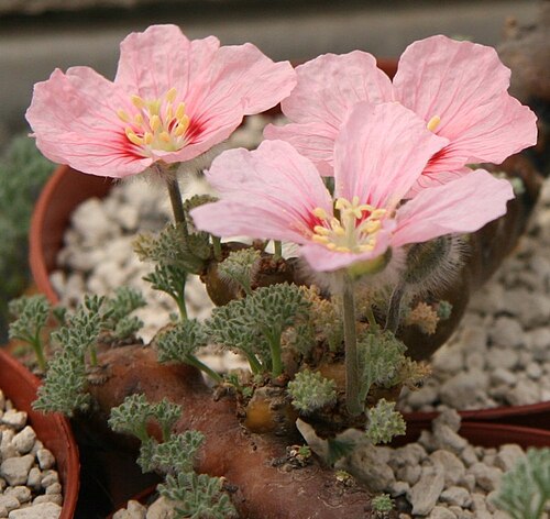 Sarcocaulon multifidum: Sarcocaulon multifidum