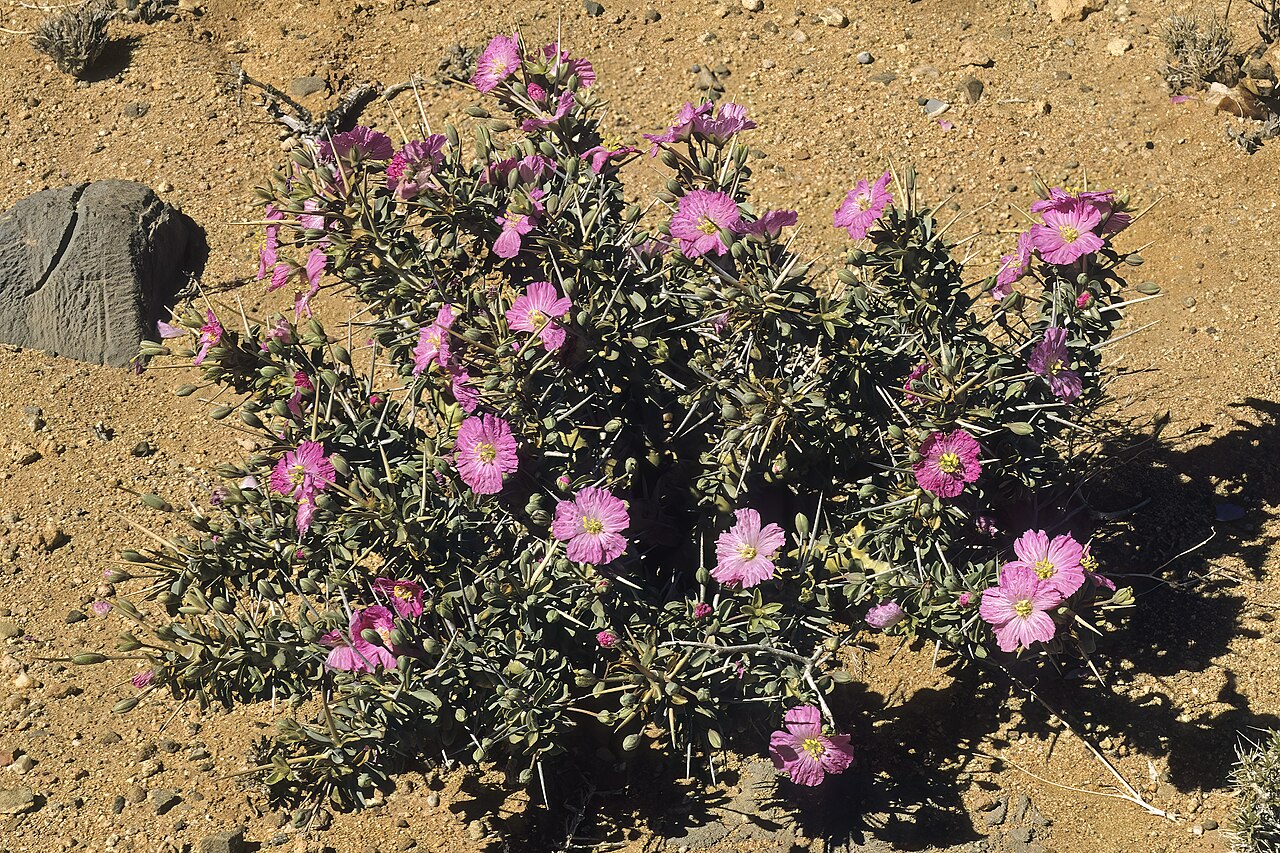 Sarcocaulon patersonii: Sarcocaulon patersonii (= Monsonia patersonii ), plant in flower; between Aus and Witputz, ||Kharas Region, Namibia