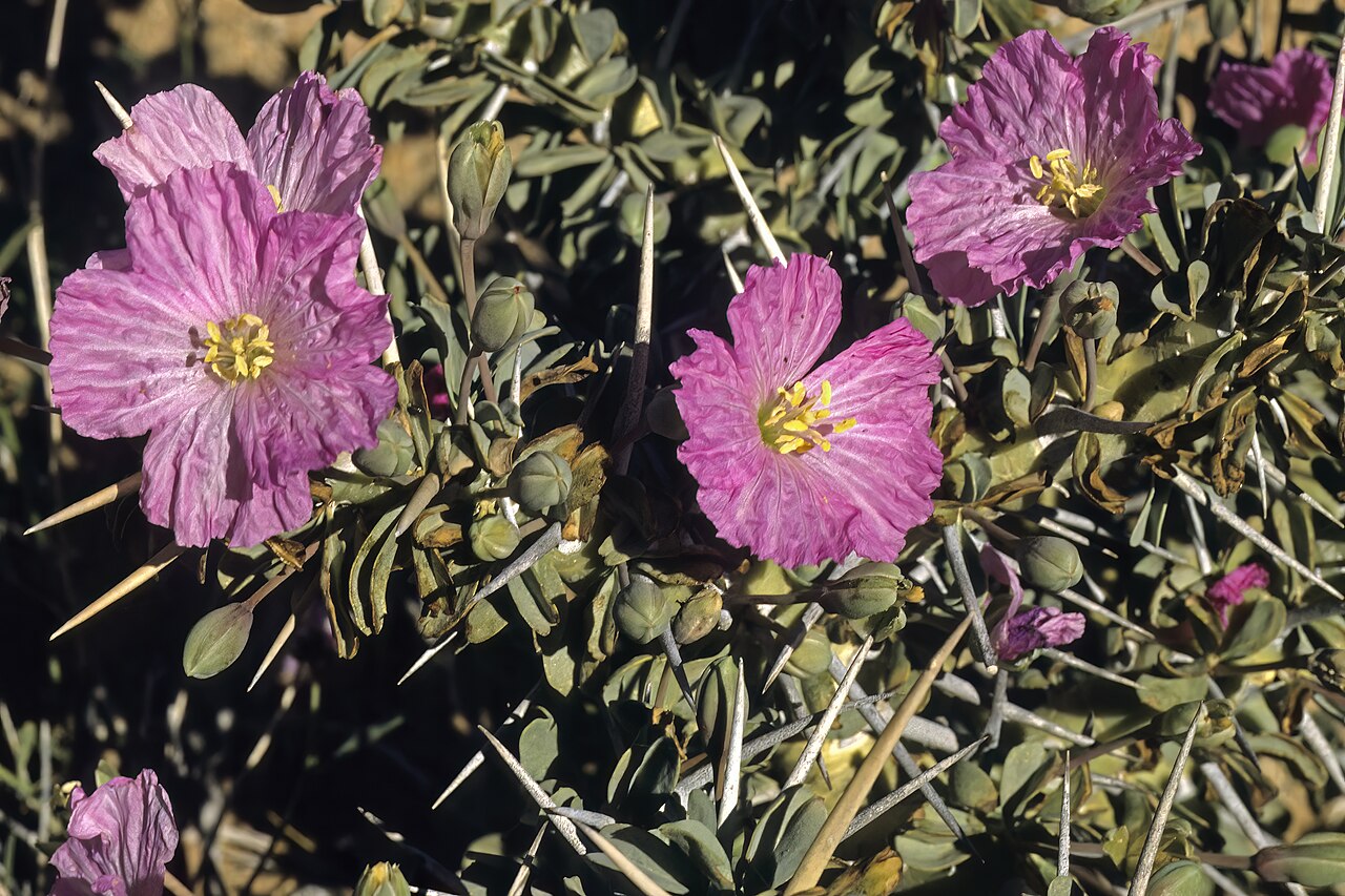 Sarcocaulon patersonii: Sarcocaulon patersonii (= Monsonia patersonii ), flowers; between Aus and Witputz, ||Kharas Region, Namibia