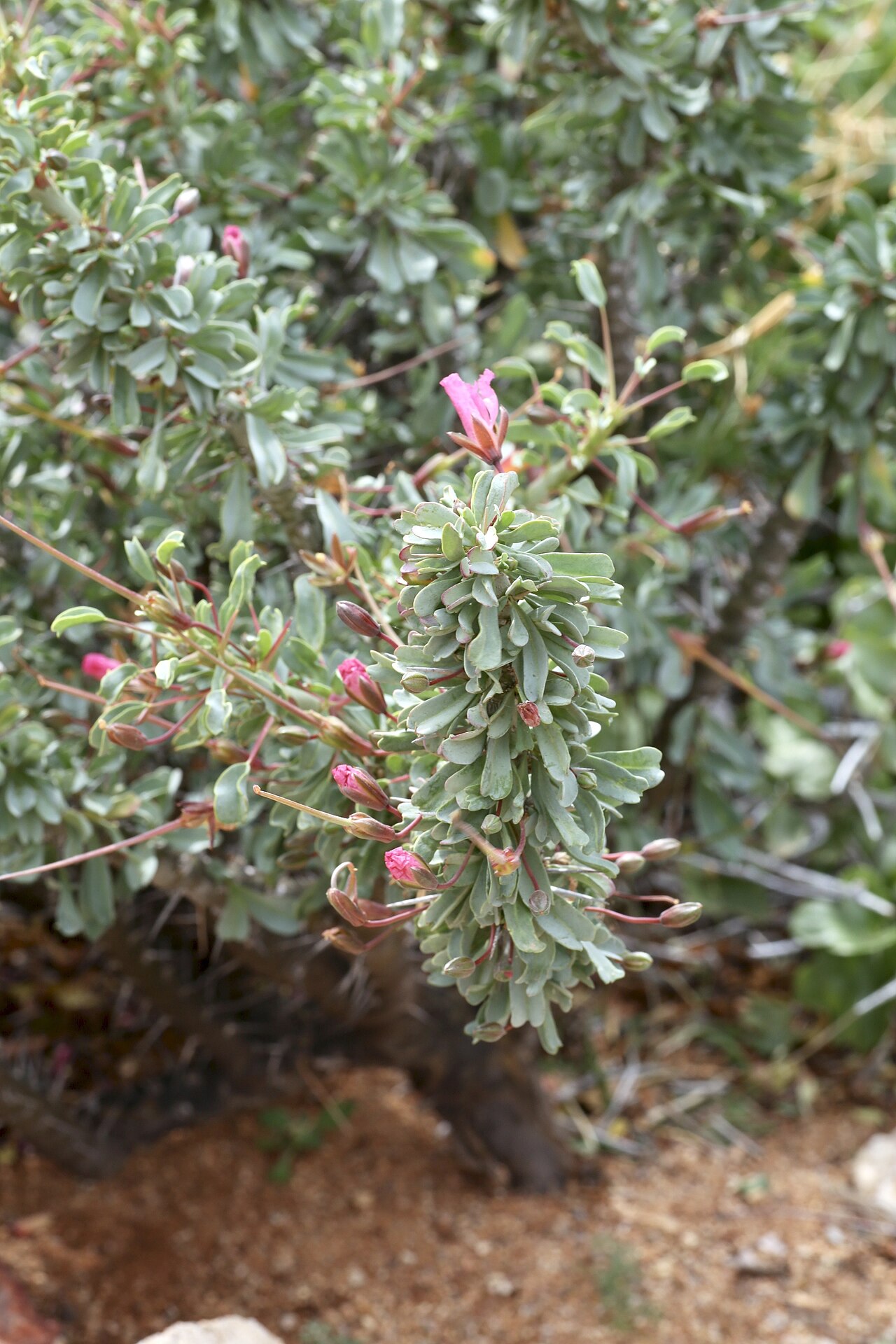 Sarcocaulon patersonii: Goegap Nature Reserve garden, Springbok, Namaqualand, Northern Cape, South Africa
