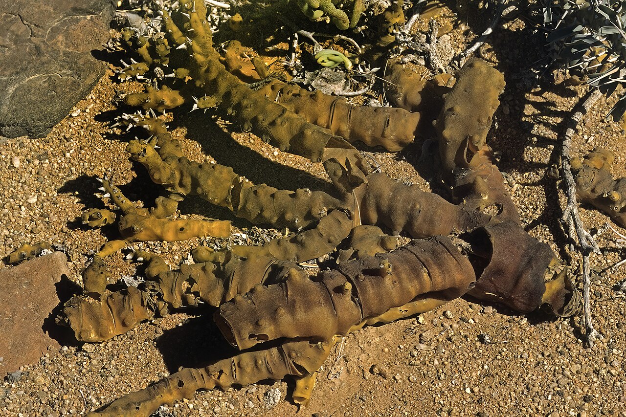 Sarcocaulon patersonii: Sarcocaulon patersonii (= Monsonia patersonii ), persistent wax-impregnated bark remains of a long-dead plant; between Aus and Witputz, ||Kharas Region, Namibia