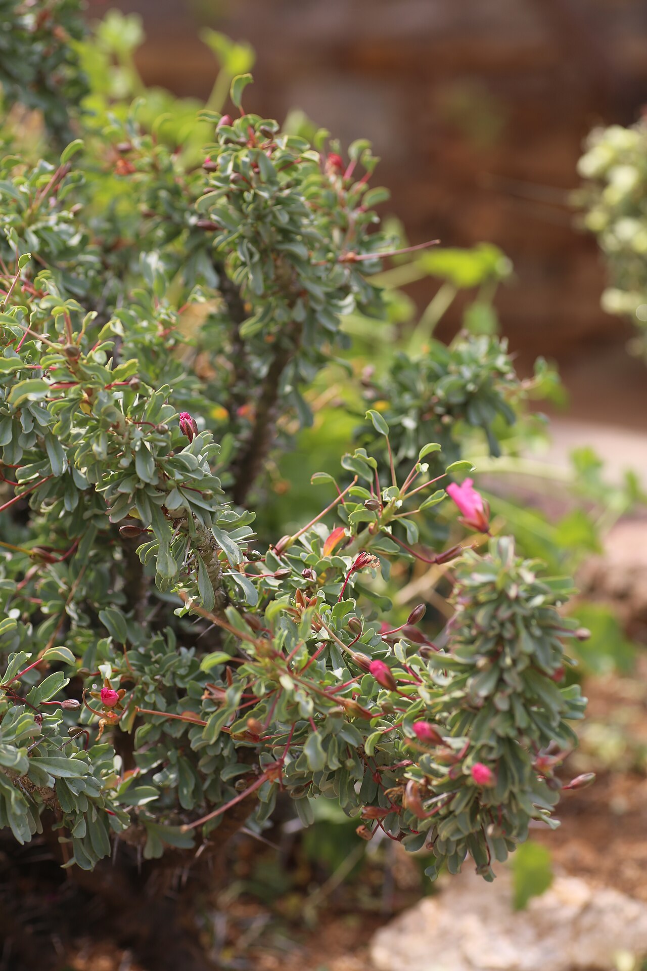 Sarcocaulon patersonii: Goegap Nature Reserve garden, Springbok, Namaqualand, Northern Cape, South Africa
