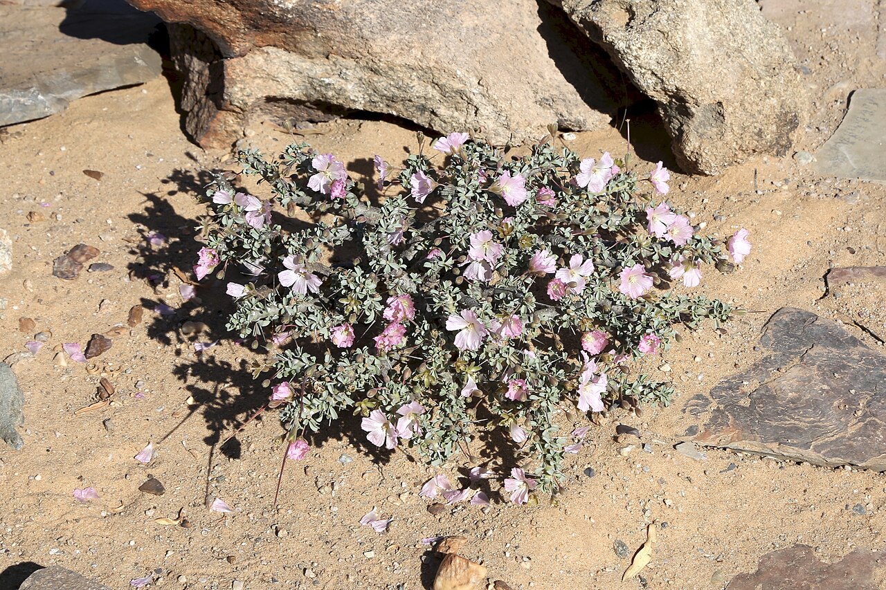 Sarcocaulon patersonii: ǀAi-ǀAis/Richtersveld Transfrontier Park, Sendelingsdrif Nursery, Northern Cape, South Africa