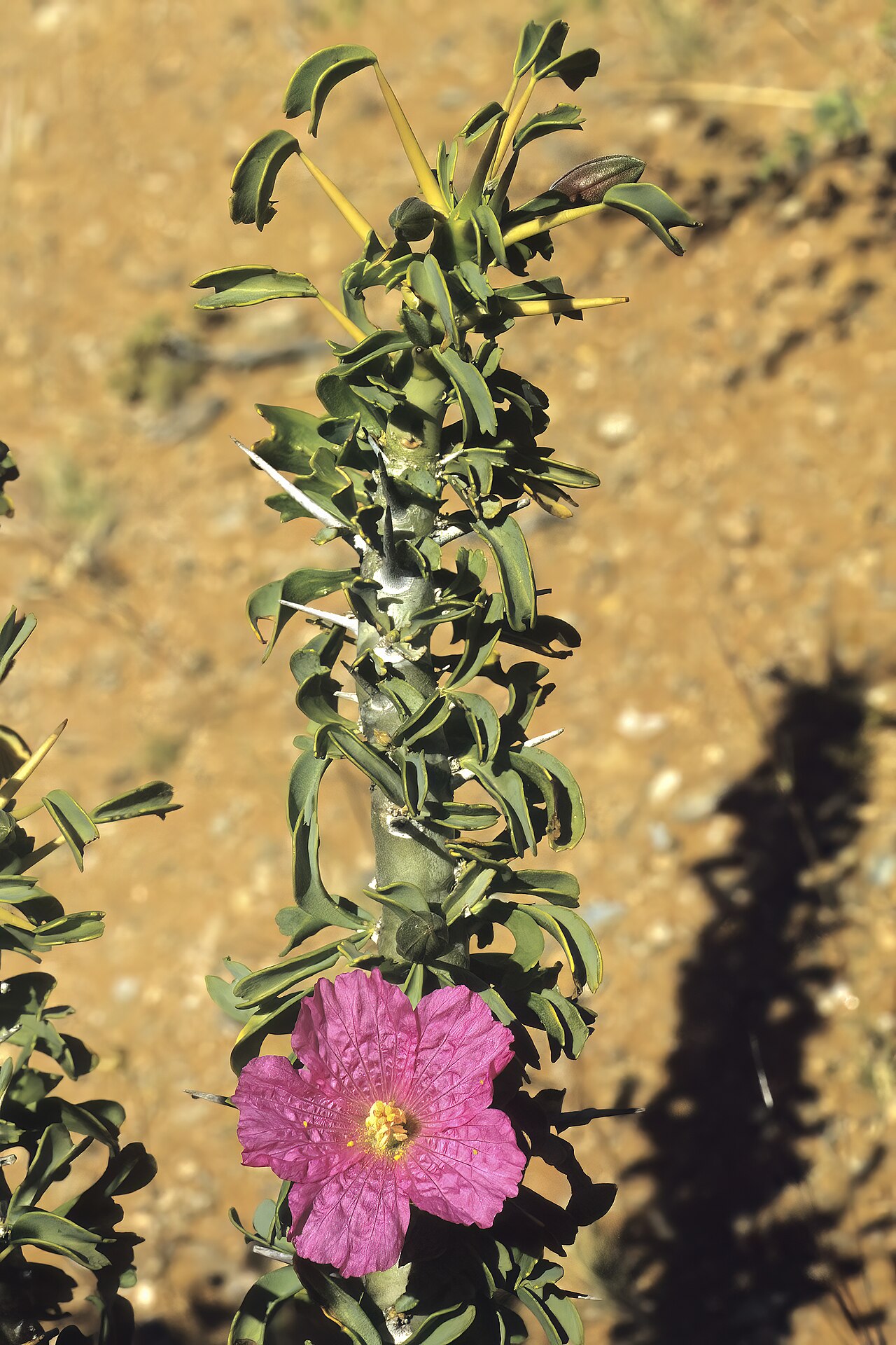 Sarcocaulon patersonii: Sarcocaulon patersonii (= Monsonia patersonii), shoot with flower; between Rosh Pinah and Obib Mountain, ||Kharas Region, Namibia