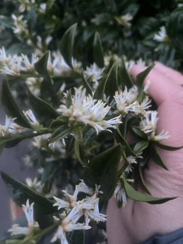 Sarcococca confusa (Sarcococca confusa)