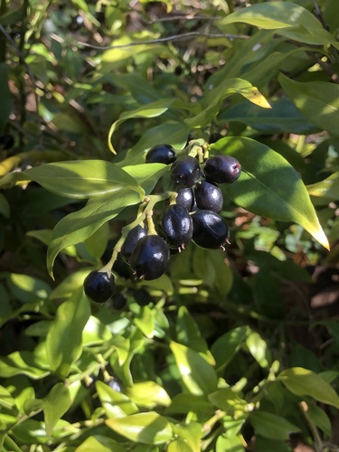 Sarcococca confusa (Sarcococca confusa)