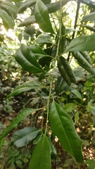 Sarcococca coriacea (Sarcococca coriacea)