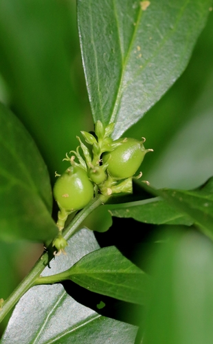 Sarcococca longipetiolata (Sarcococca longipetiolata)