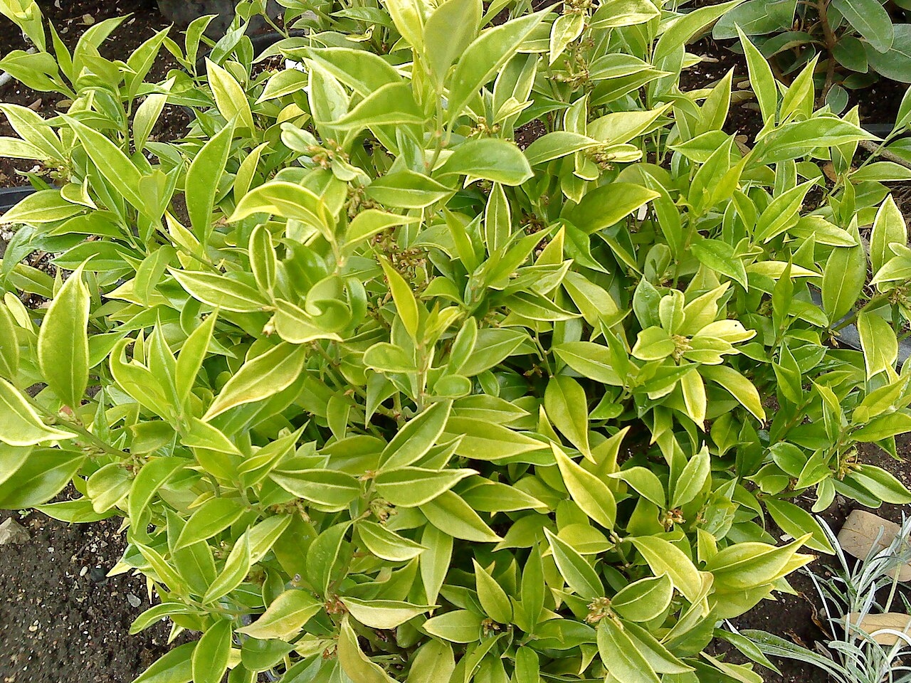 Sarcococca orientalis: Christmas box (Sarcococca orientalis)