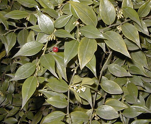 Sarcococca ruscifolia: Sarcococca ruscifolia . Real Jardín Botánico, Madrid.