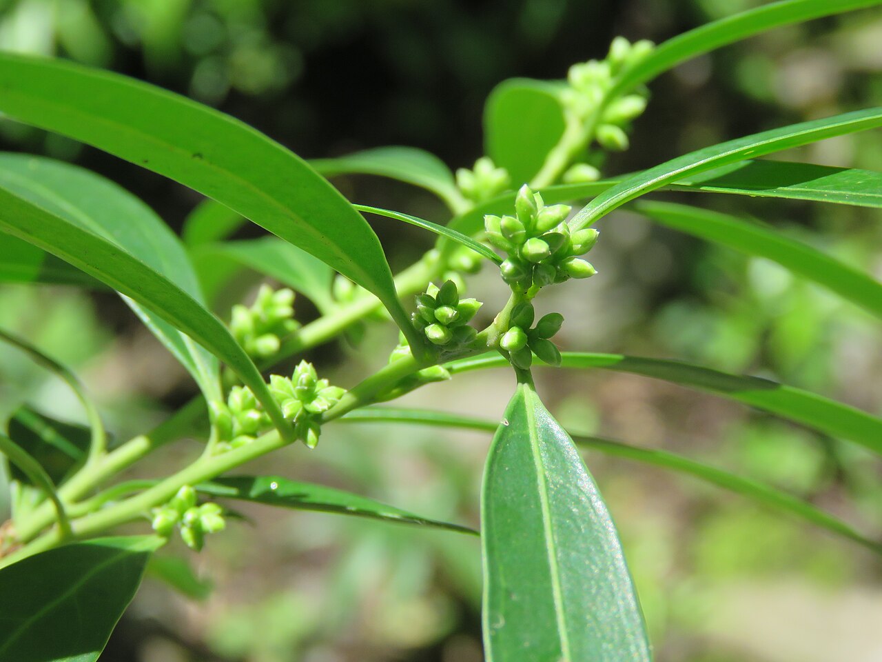 Sarcococca saligna: Photos from Valley of Flowers trip during LGFC - VOF 2019