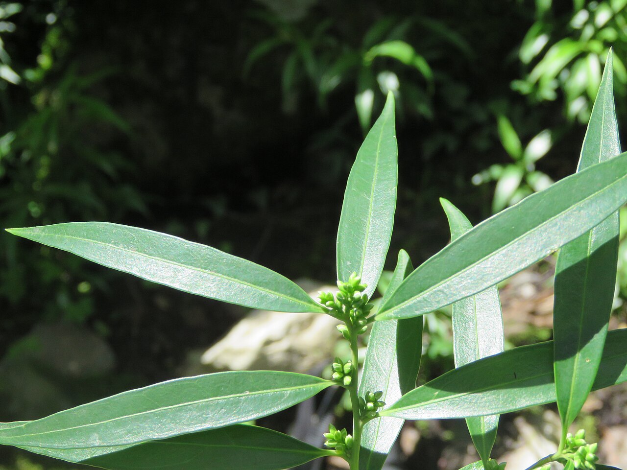 Sarcococca saligna: Photos from Valley of Flowers trip during LGFC - VOF 2019
