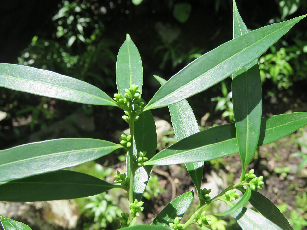 Sarcococca saligna: Photos from Valley of Flowers trip during LGFC - VOF 2019