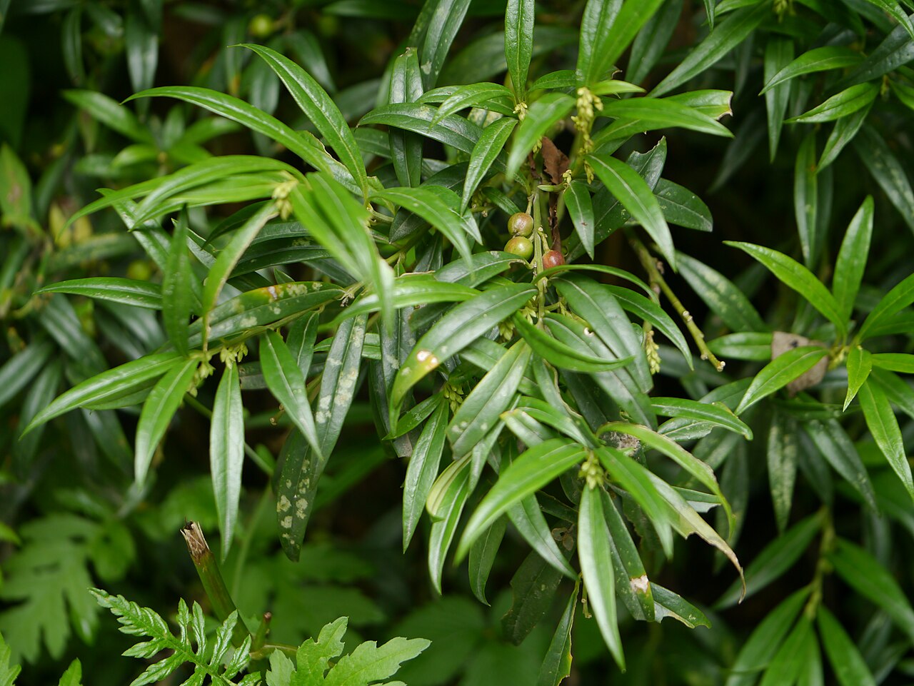 Sarcococca saligna: Sarcococca saligna