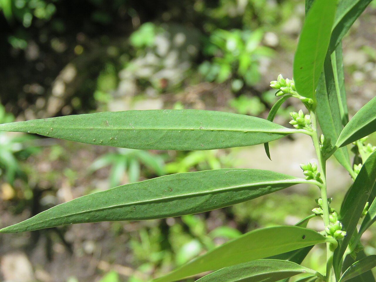 Sarcococca saligna: Photos from Valley of Flowers trip during LGFC - VOF 2019