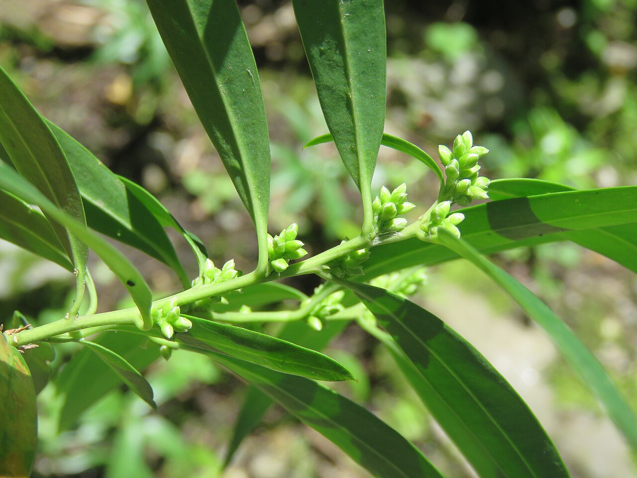 Sarcococca saligna: Photos from Valley of Flowers trip during LGFC - VOF 2019