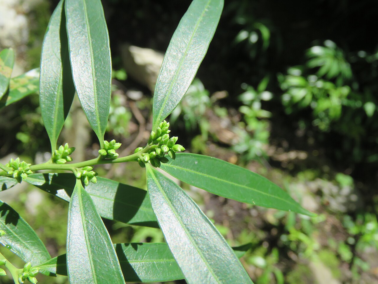 Sarcococca saligna: Photos from Valley of Flowers trip during LGFC - VOF 2019