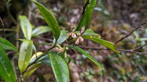 Sarcococca saligna (Sarcococca saligna)