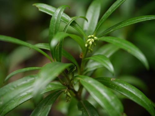 Sarcococca saligna (Sarcococca saligna)