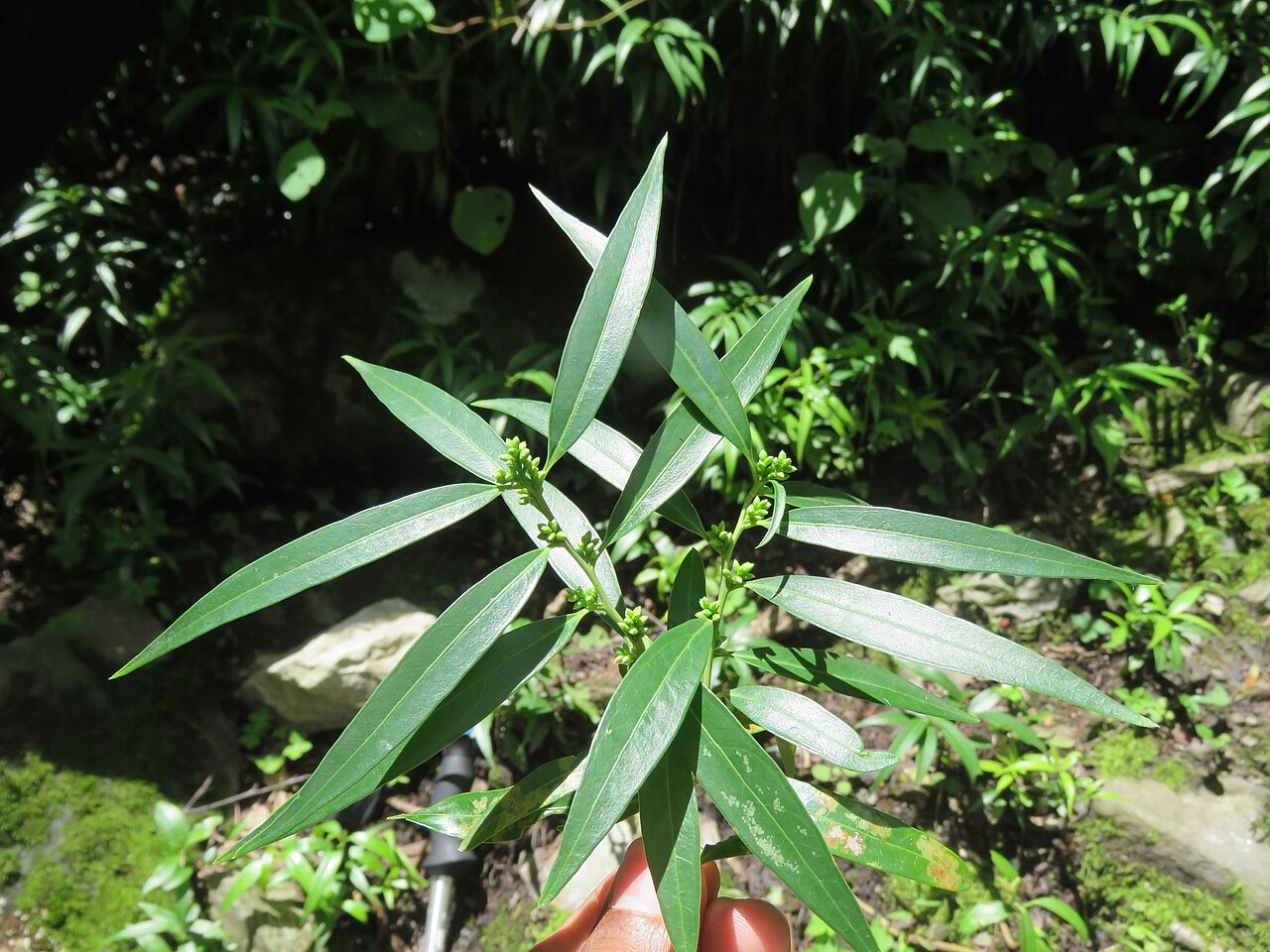 Sarcococca saligna: Photos from Valley of Flowers trip during LGFC - VOF 2019