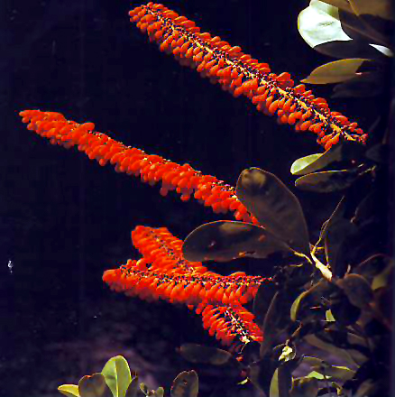 Sarcopera flammifera: Flora de Venezuela