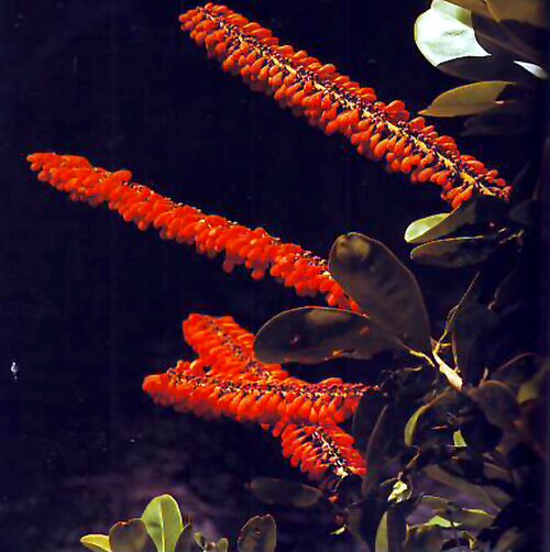 Sarcopera flammifera: Flora de Venezuela