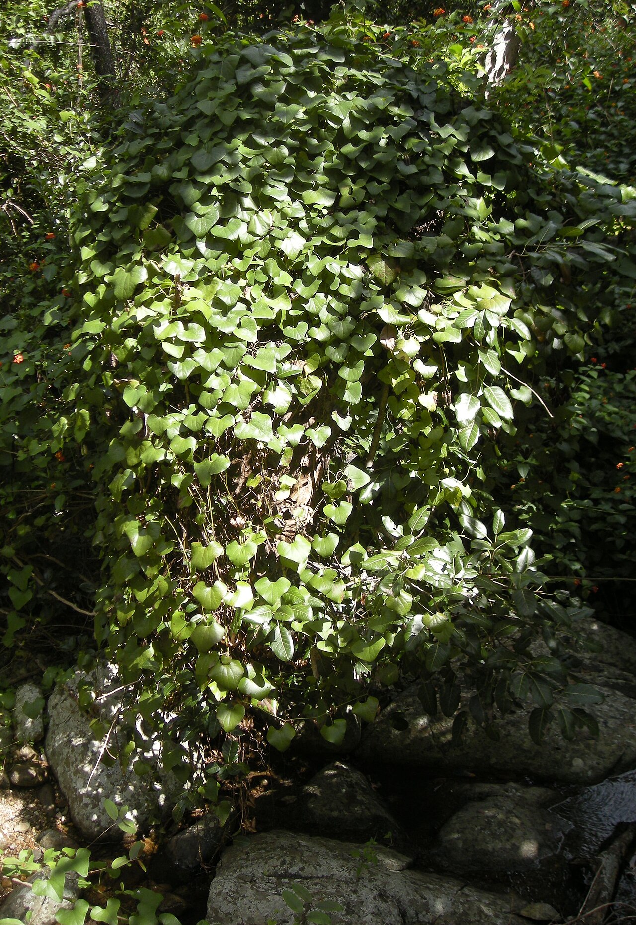 Sarcopetalum harveyanum: Aristolochia elegans habit
