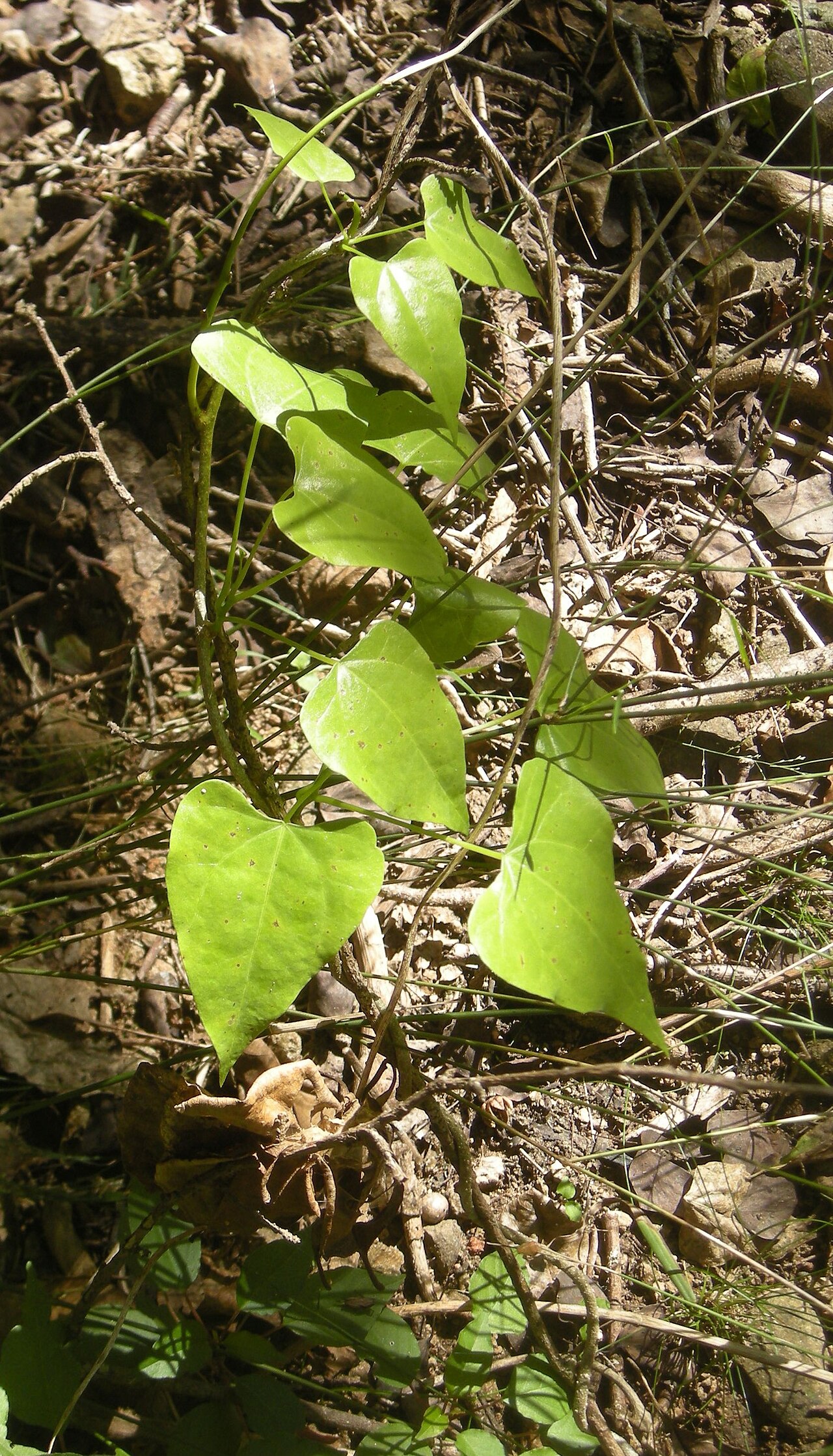 Sarcopetalum harveyanum: Sarcopetalum harveyanum seedling