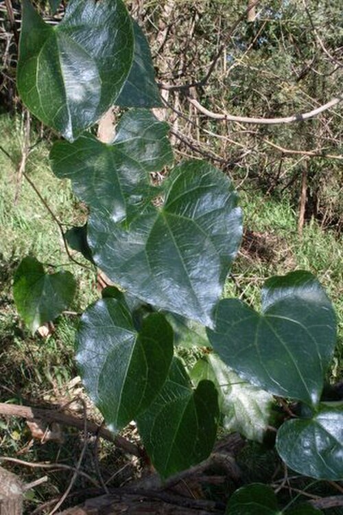 Sarcopetalum harveyanum: Sarcopetalum harveyanum at Brush Farm, Eastwood