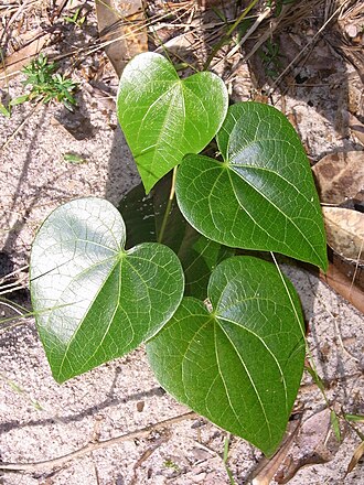 Sarcopetalum harveyanum: Pearl Vine on a sand dune Wyrrabalong National Park, Australia