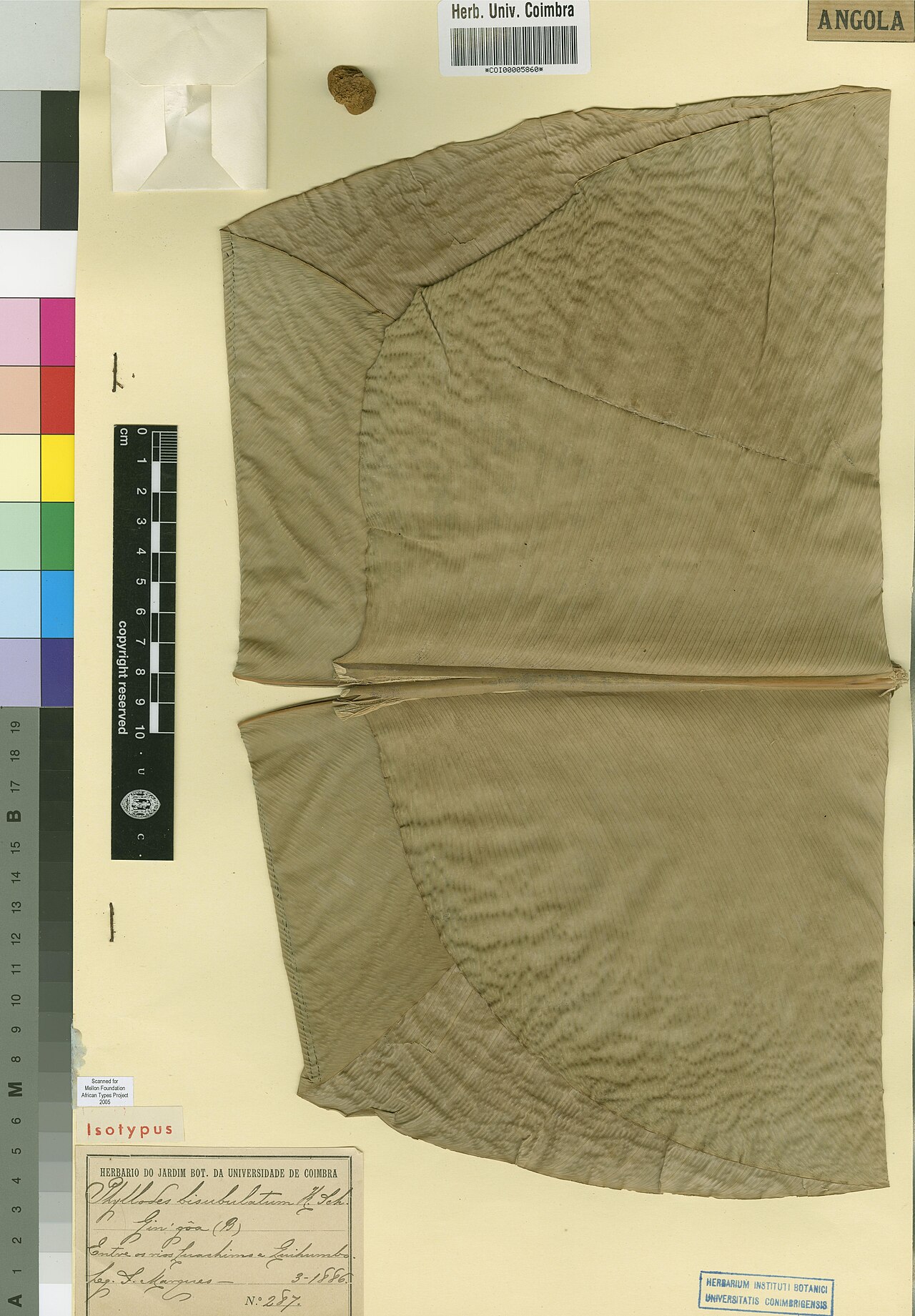 Sarcophrynium bisubulatum: Photograph of Isotype of Sarcophrynium bisubulatum at Herbarium of the University of Coimbra, Portugal (COI). Specimen COI00005860. http://coicatalogue.uc.pt/sp