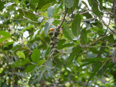 Sarcostigma kleinii (Sarcostigma kleinii)
