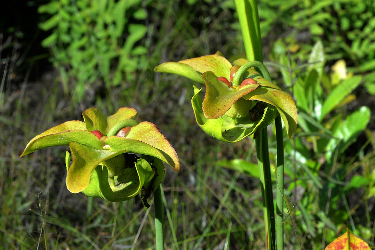 Yellow trumpets: Pitcher Plant (Sarracenia alata), photographed on 1 May 2020, Tyler County, Texas, USA, by William L. Farr