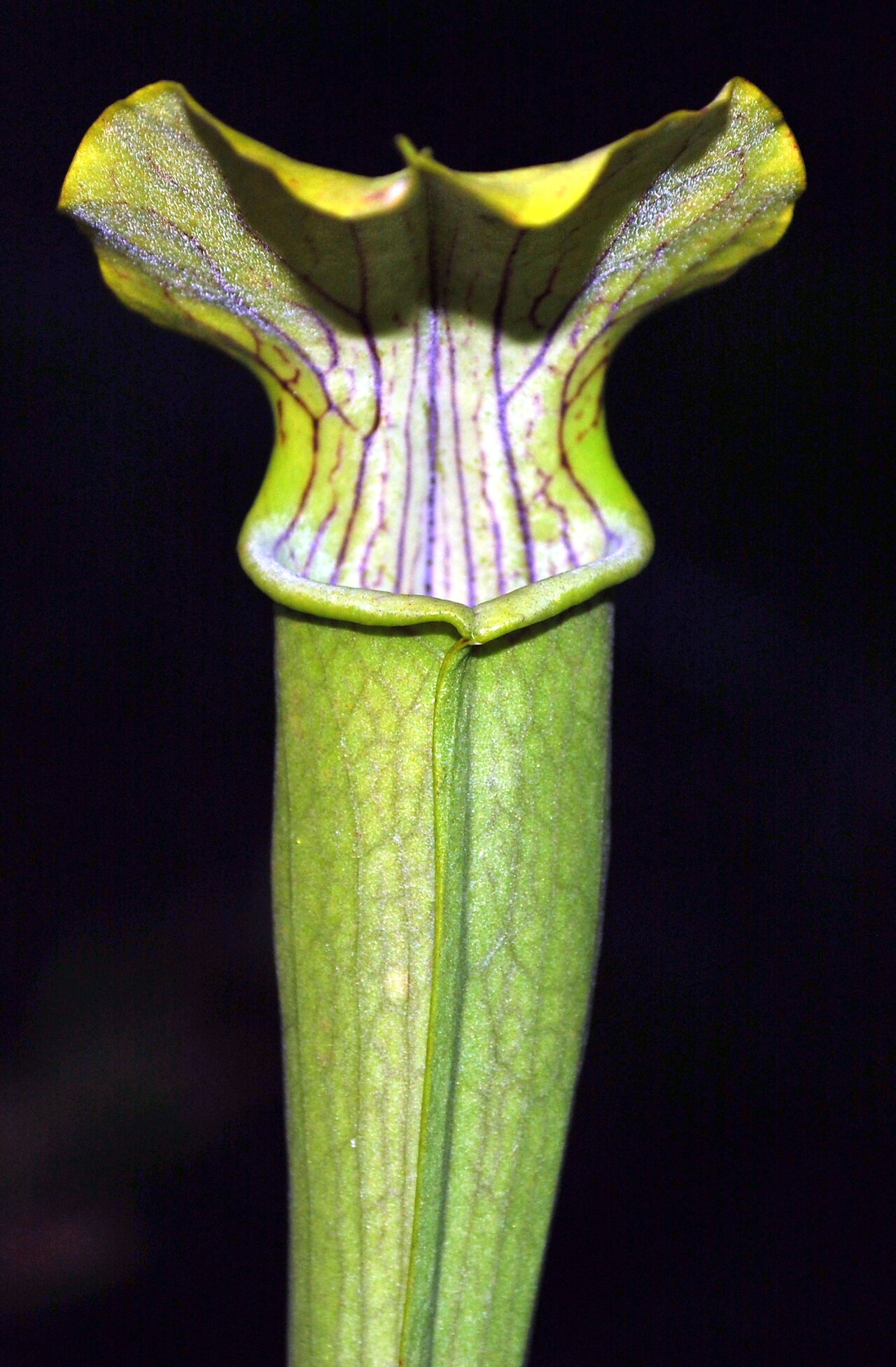 Yellow trumpets: Sarracenia alata