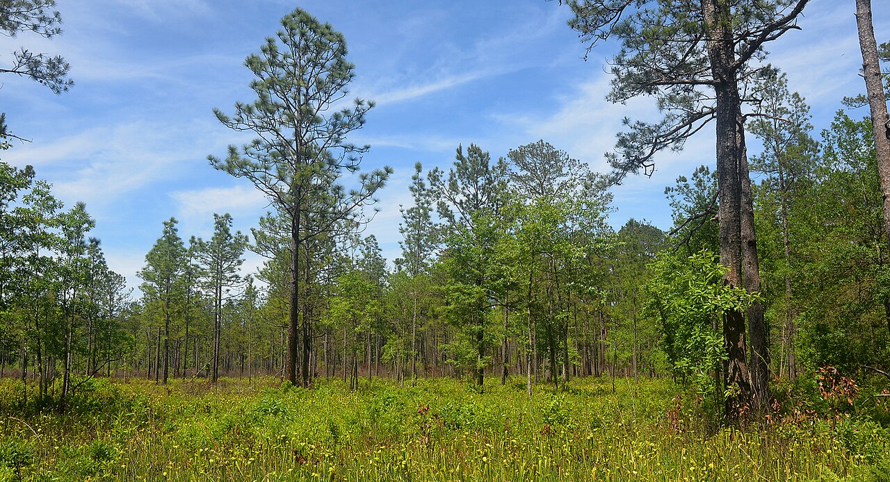 Yellow trumpets: Long-leaf pine savannah wet-lands with pitcher plants (Sarracenia alata) growing in foreground, Big Thicket National Preserve, Tyler County, Texas, USA, photogr