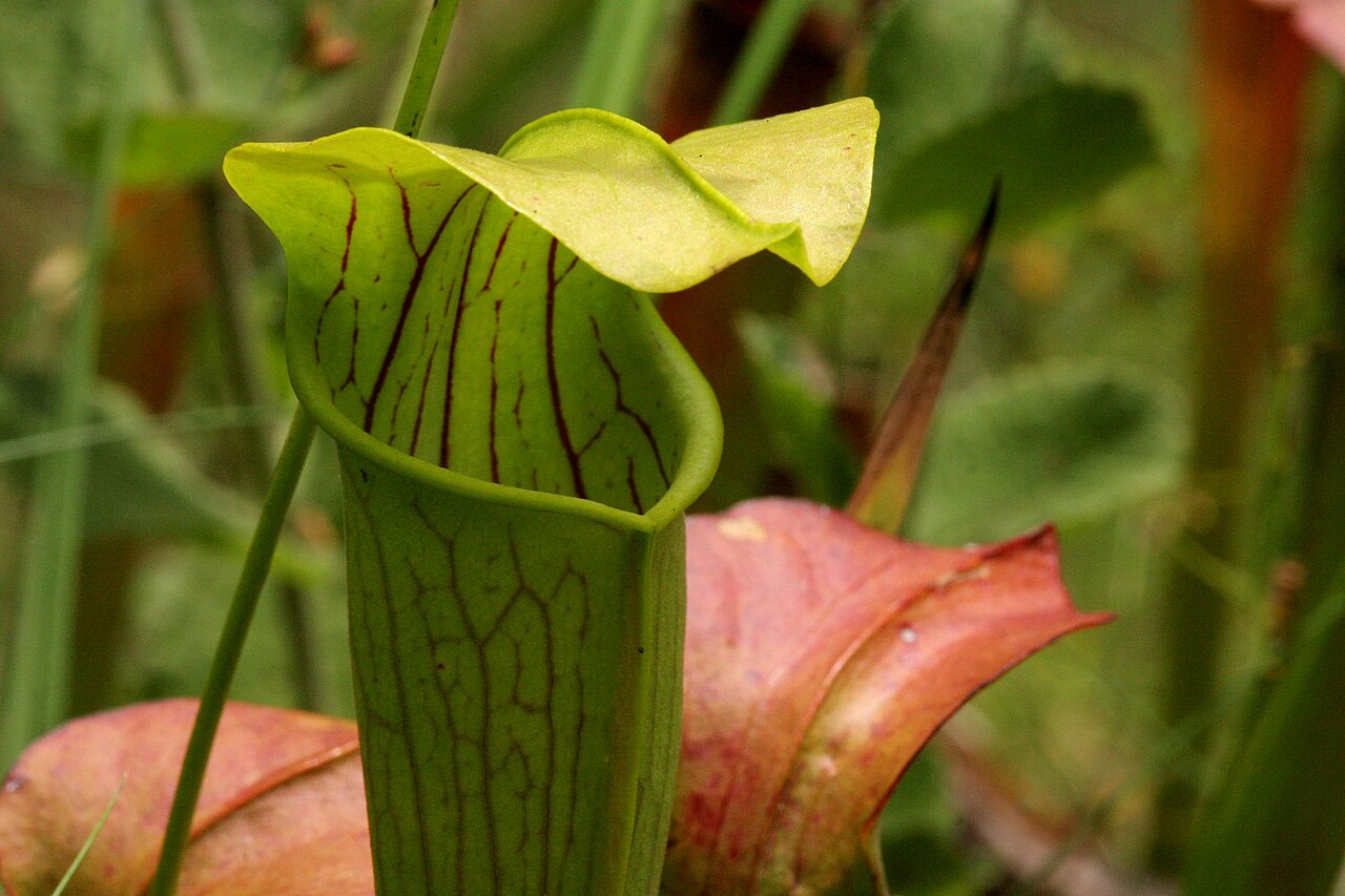 Yellow trumpets: Sarracenia alata , Sundew Trail, Big Thicket National Preserve, Tyler County, Texas, 3 Jul 2007.