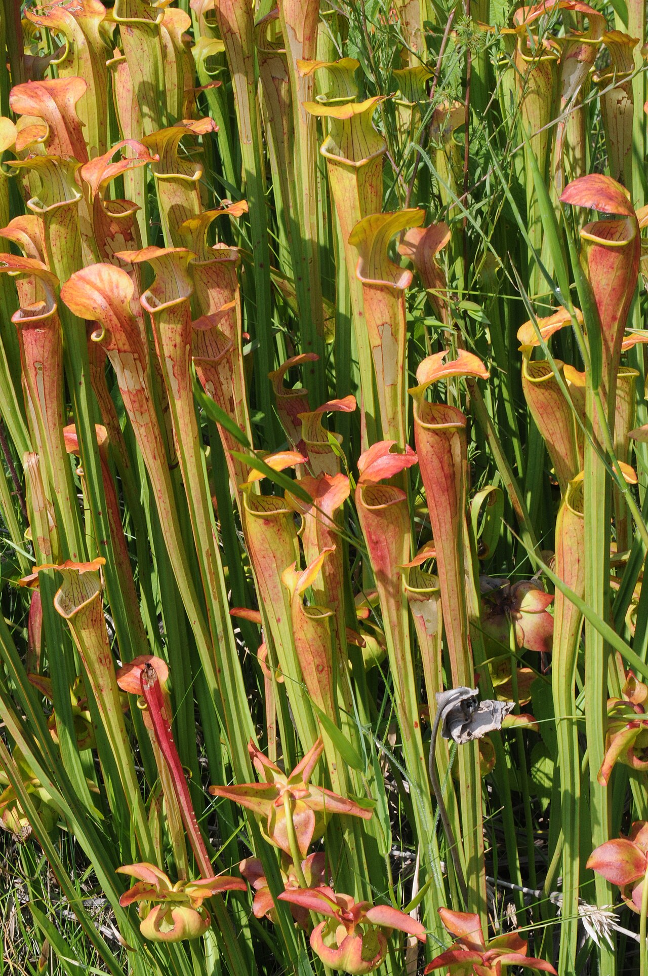 Yellow trumpets: Pitcher plants, Gus Engeling WMA, Anderson County, July 2021