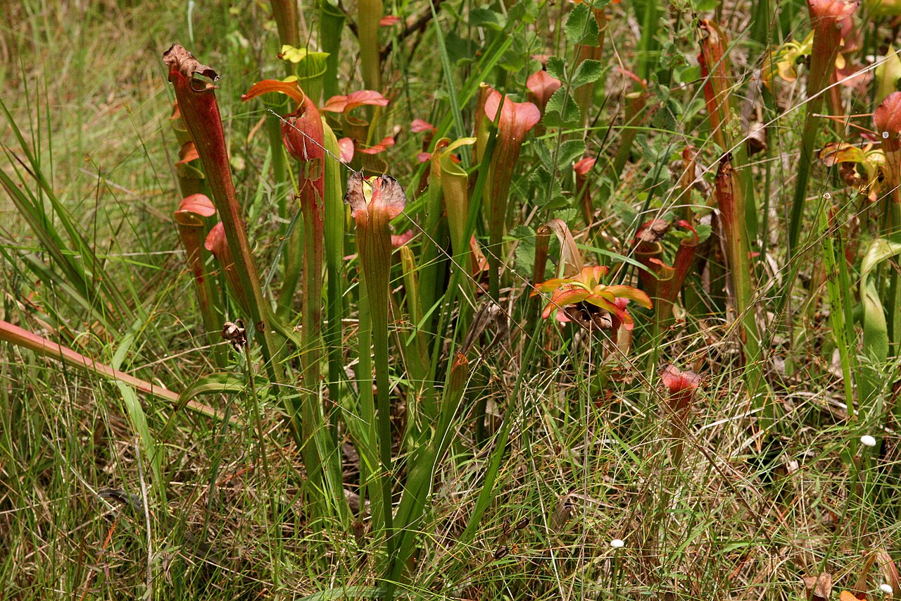 Yellow trumpets: Sarracenia alata , Sundew Trail, Big Thicket National Preserve, Tyler County, Texas, 3 Jul 2007.