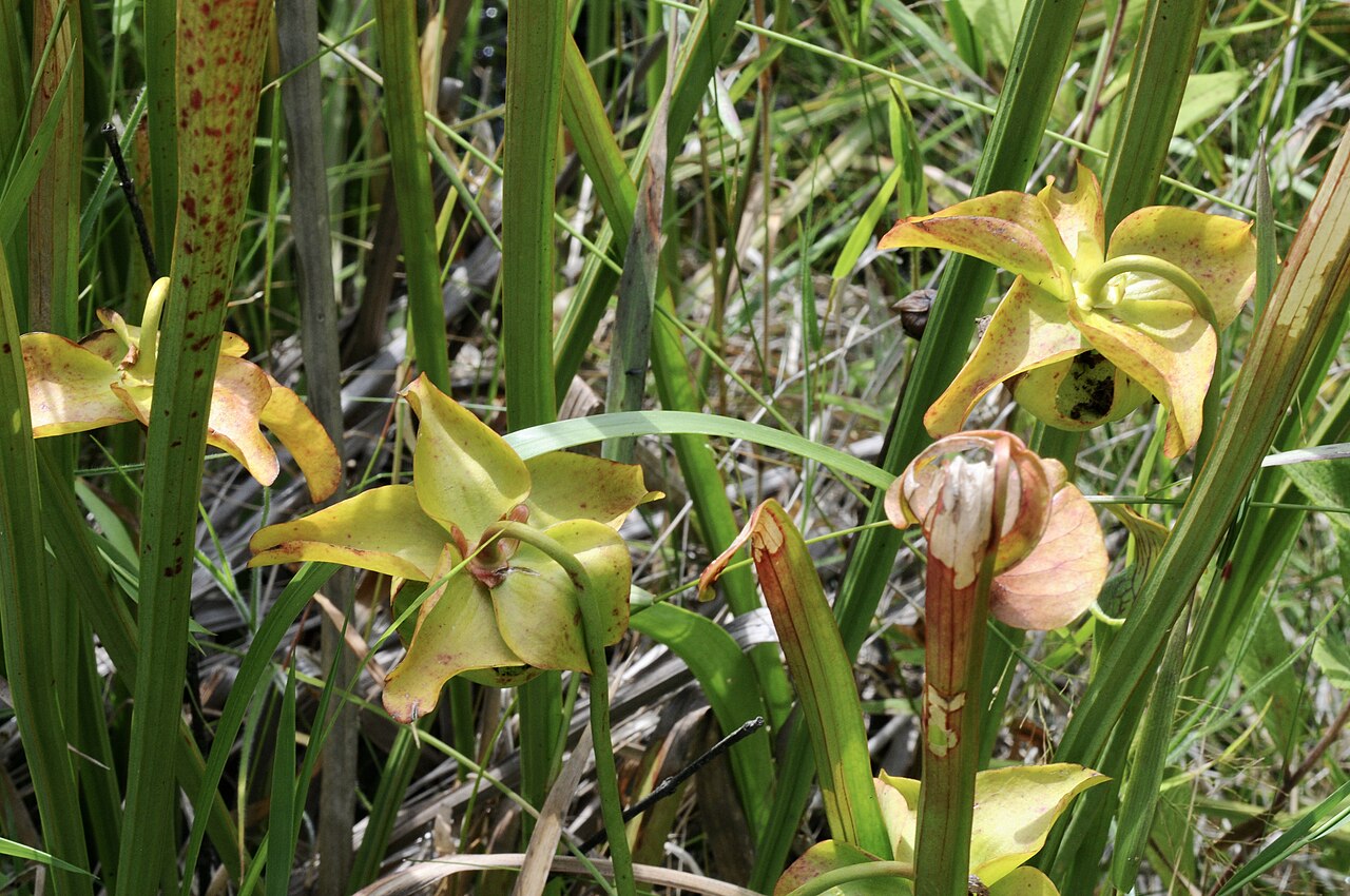 Yellow trumpets: Pitcher plant, Gus Engeling WMA, Anderson County, July 2021