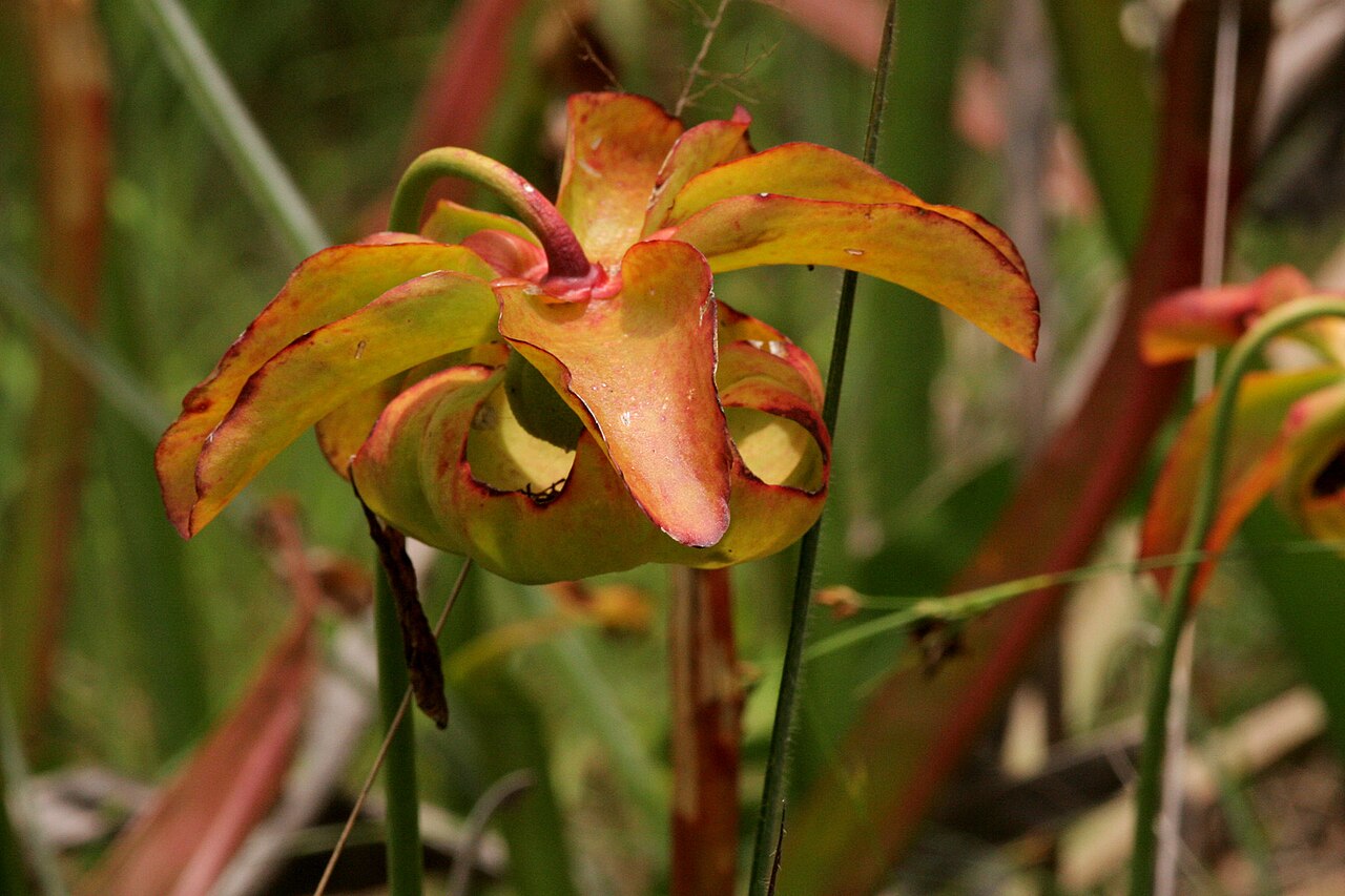 Yellow trumpets: Sarracenia alata , Sundew Trail, Big Thicket National Preserve, Tyler County, Texas, 3 Jul 2007.