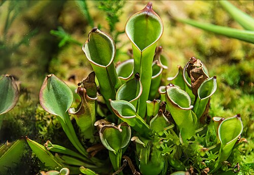 Purple pitcherplant: Sarracenia purpurea - immature stage