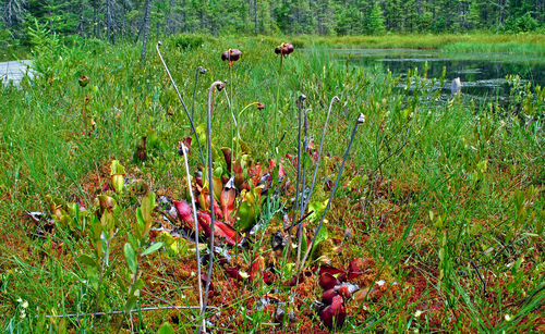 Purple pitcherplant (Sarracenia purpurea)